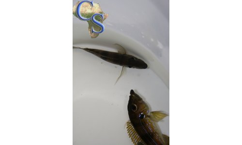 Gnathochromis permaxillaris